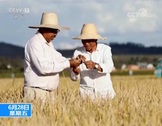 杂交水稻创纪录 中国杂交水稻在非洲取得巨大成功