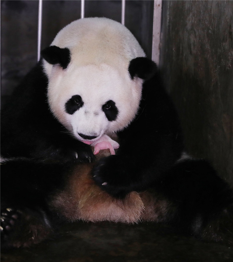 大熊猫诞下龙凤胎 功夫熊猫“阿宝”诞下全球最重龙凤胎熊猫宝宝