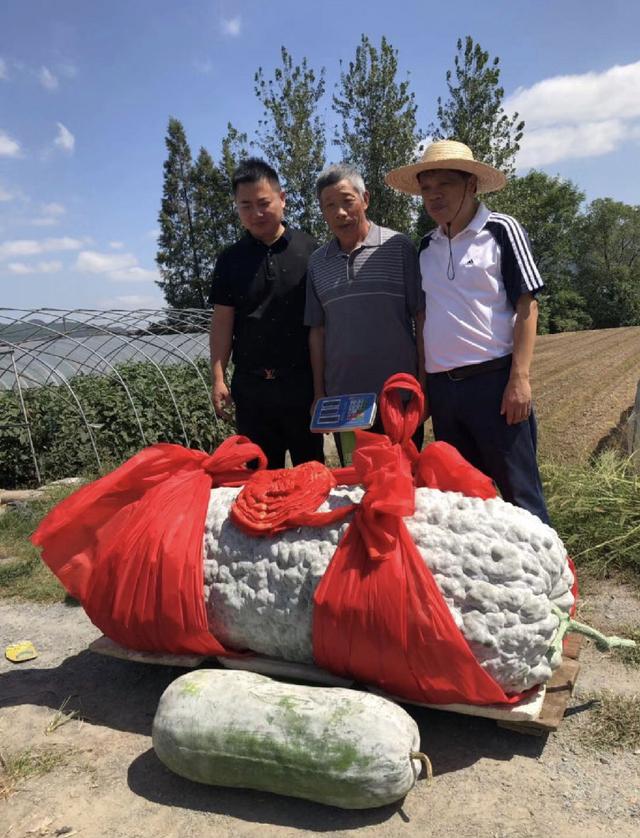 447.8斤巨型冬瓜 这冬瓜为什么能长这么大？