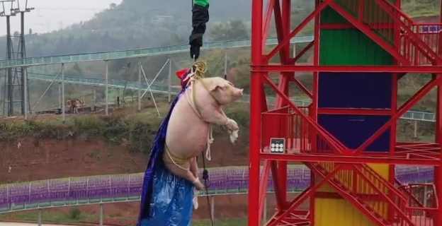 绑猪蹦极景区致歉 猪很淡定已经送去屠宰场