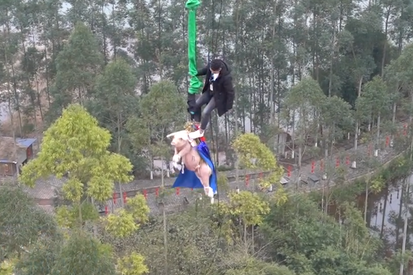 绑猪蹦极景区致歉 猪很淡定已经送去屠宰场