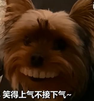 狗狗偷戴主人假牙 狗子的傻样子让人捧腹