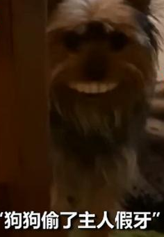 狗狗偷戴主人假牙 狗子的傻样子让人捧腹