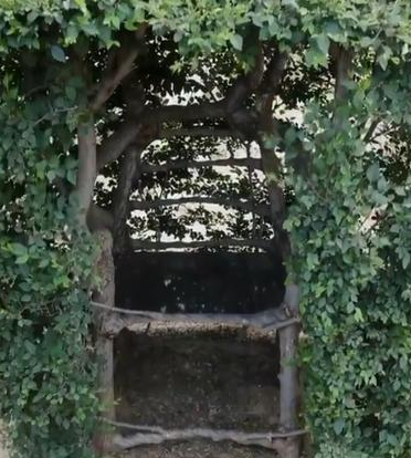 老农耗时17年种出椅子树 苦心钻研光选树就用了3年时间