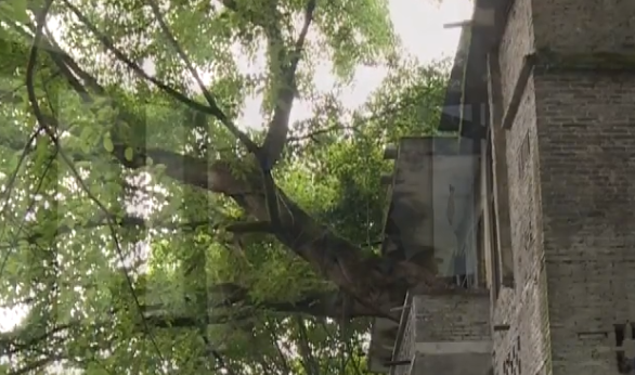 重庆400年老树穿楼生长 房主担心树干将楼房挤裂
